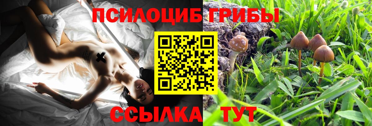 Галлюциногенные грибы Psilocybe  Вход с VPN  Батайск 